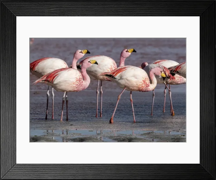 Framed Print : Rare Jamess flamingos (Phoenicoparrus jamesi), Eduardo Avaroa Andean Fauna National Framed Print : Rare Jamess flamingos (Phoenicoparrus jamesi), Eduardo Avaroa Andean Fauna National