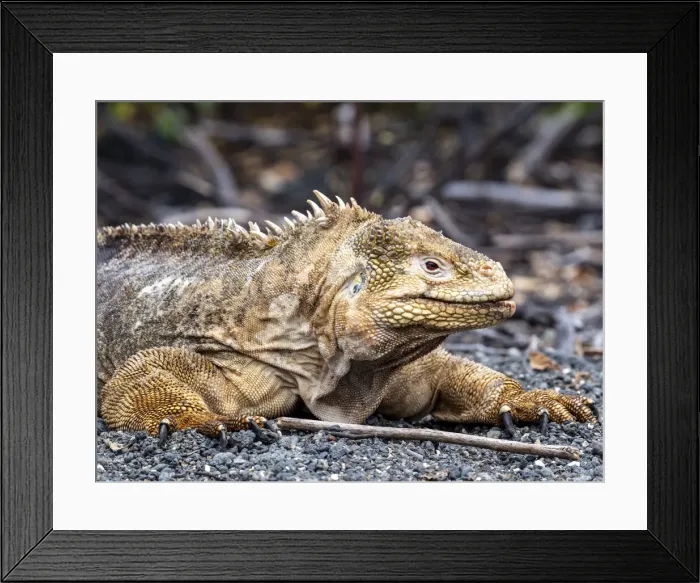 Framed Print : Adult Galapagos land iguana (Conolophus subcristatus) feeding in Urbina Bay Framed Print : Adult Galapagos land iguana (Conolophus subcristatus) feeding in Urbina Bay