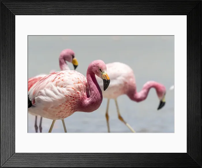 Framed Print : Andean flamingos (Phoenicoparrus andinus), Eduardo Avaroa Andean Fauna National Reserve Framed Print : Andean flamingos (Phoenicoparrus andinus), Eduardo Avaroa Andean Fauna National Reserve