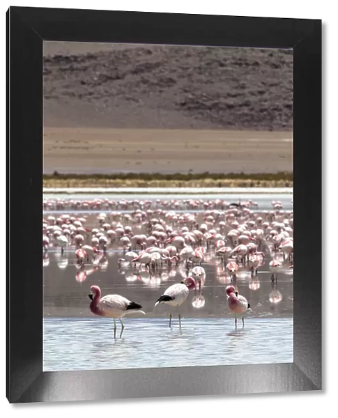 Flamingos gathered in the hundreds to feed, Eduardo Avaroa Andean Fauna National Reserve