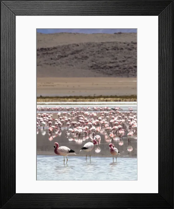 Framed Print : Flamingos gathered in the hundreds to feed, Eduardo Avaroa Andean Fauna National Reserve Framed Print : Flamingos gathered in the hundreds to feed, Eduardo Avaroa Andean Fauna National Reserve