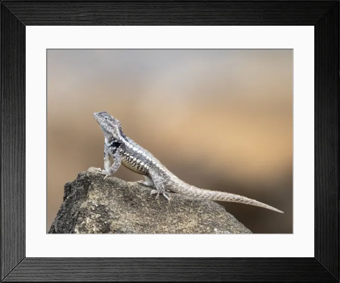 Framed Print : An adult San Cristobal lava lizard (Microlophus bivittatus) Framed Print : An adult San Cristobal lava lizard (Microlophus bivittatus)