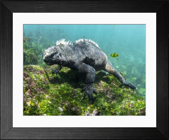 Framed Print : Adult male Galapagos marine iguana (Amblyrhynchus cristatus), underwater Framed Print : Adult male Galapagos marine iguana (Amblyrhynchus cristatus), underwater