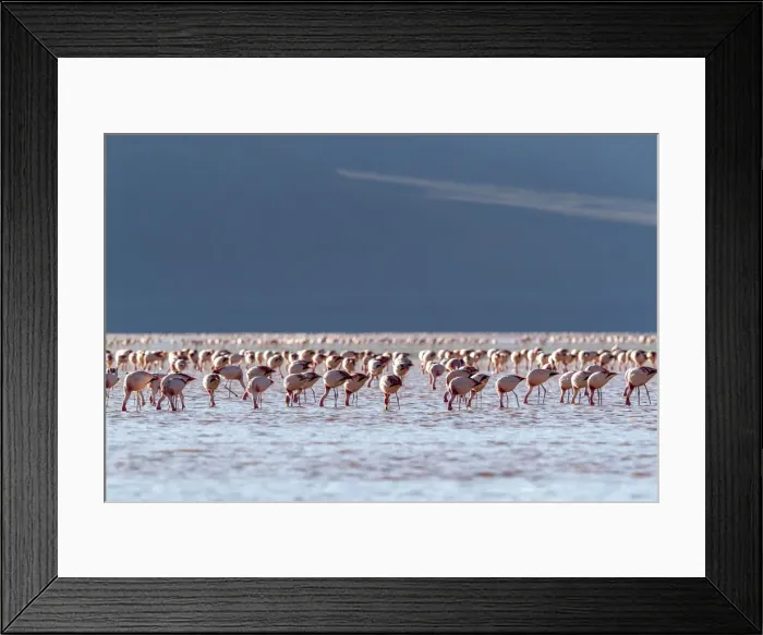 Framed Print : Flamingos gathered in the hundreds to feed, Eduardo Avaroa Andean Fauna National Reserve Framed Print : Flamingos gathered in the hundreds to feed, Eduardo Avaroa Andean Fauna National Reserve