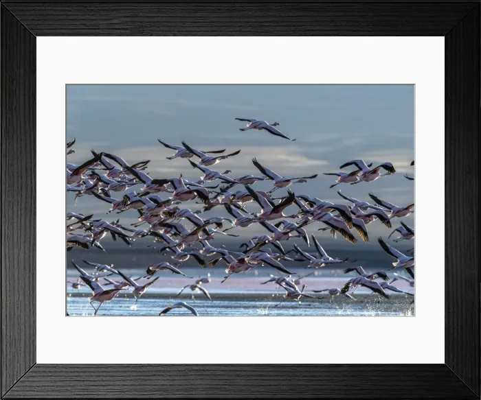 Framed Print : Flamingos taking flight in the hundreds to feed, Eduardo Avaroa Andean Fauna National Framed Print : Flamingos taking flight in the hundreds to feed, Eduardo Avaroa Andean Fauna National