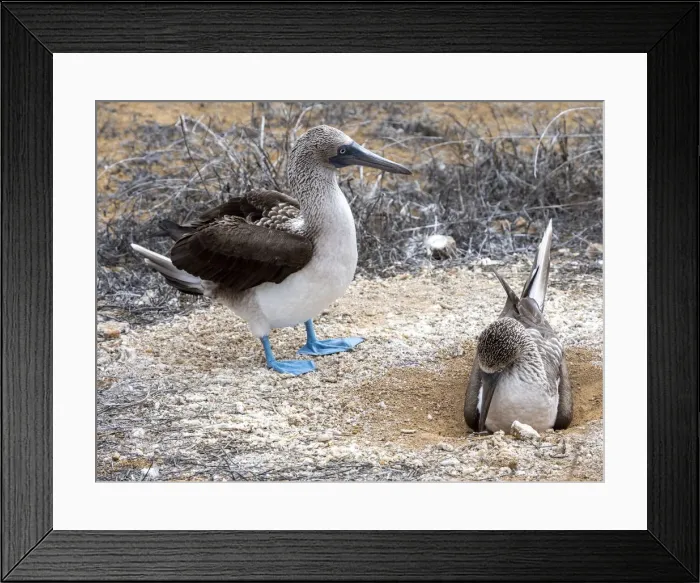 Framed Print : Adult blue-footed boobies (Sula nebouxii) nest exchange at Punta Pitt Framed Print : Adult blue-footed boobies (Sula nebouxii) nest exchange at Punta Pitt