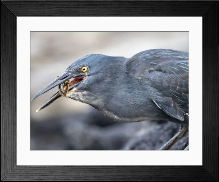 Framed Print : An adult Galapagos heron (Butorides sundevalli) with a locust, Puerto Egas Framed Print : An adult Galapagos heron (Butorides sundevalli) with a locust, Puerto Egas