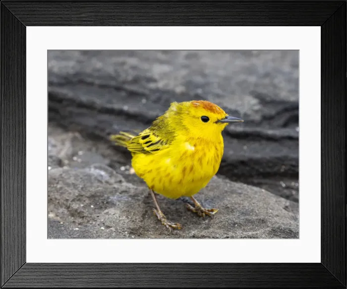 Framed Print : An adult yellow warbler (Setophaga petechia), at Puerto Egas on Santiago Island Framed Print : An adult yellow warbler (Setophaga petechia), at Puerto Egas on Santiago Island