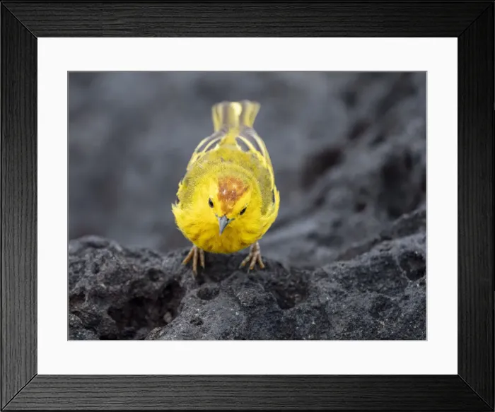 Framed Print : An adult yellow warbler (Setophaga petechia), at Puerto Egas on Santiago Island Framed Print : An adult yellow warbler (Setophaga petechia), at Puerto Egas on Santiago Island