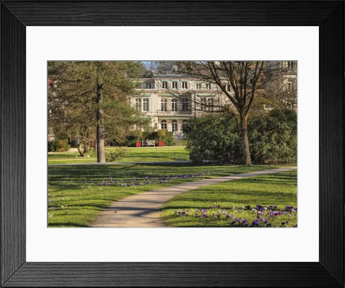 Framed Print : Crocus flowers at Lichtentaler Allee alley, Baden-Baden, Black Forest, Baden-Wurttemberg Framed Print : Crocus flowers at Lichtentaler Allee alley, Baden-Baden, Black Forest, Baden-Wurttemberg