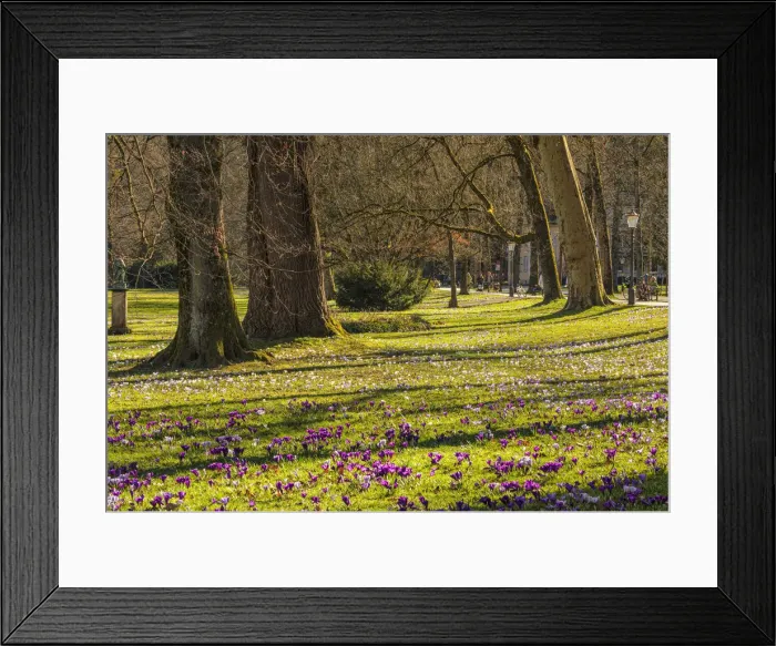 Framed Print : Crocus flowers blossom at Lichtentaler Allee alley, Baden-Baden, Black Forest