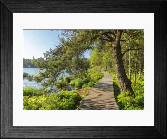 Framed Print : Riedsee lake in the high moor Wurzacher Ried, Bad Wurzach, Upper Swabia Framed Print : Riedsee lake in the high moor Wurzacher Ried, Bad Wurzach, Upper Swabia