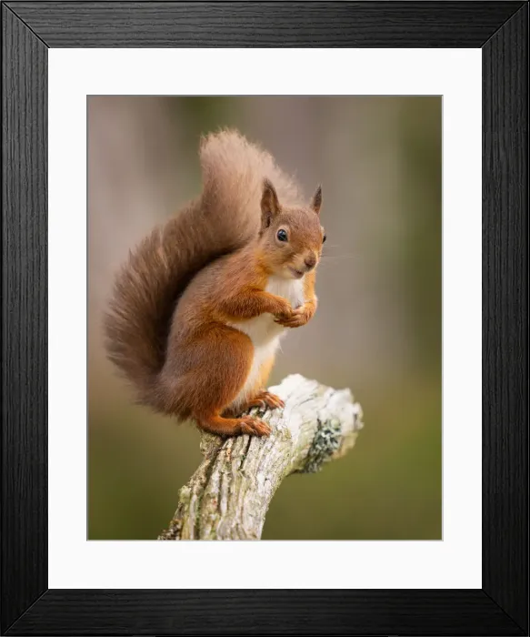 Framed Print : Red Squirrel, Scottish Highlands, Scotland, United Kingdom, Europe Framed Print : Red Squirrel, Scottish Highlands, Scotland, United Kingdom, Europe