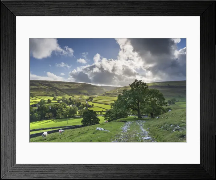 Framed Print : Sheep grazing and distant dry stone walls around Arncliffe Village in Littondale Framed Print : Sheep grazing and distant dry stone walls around Arncliffe Village in Littondale