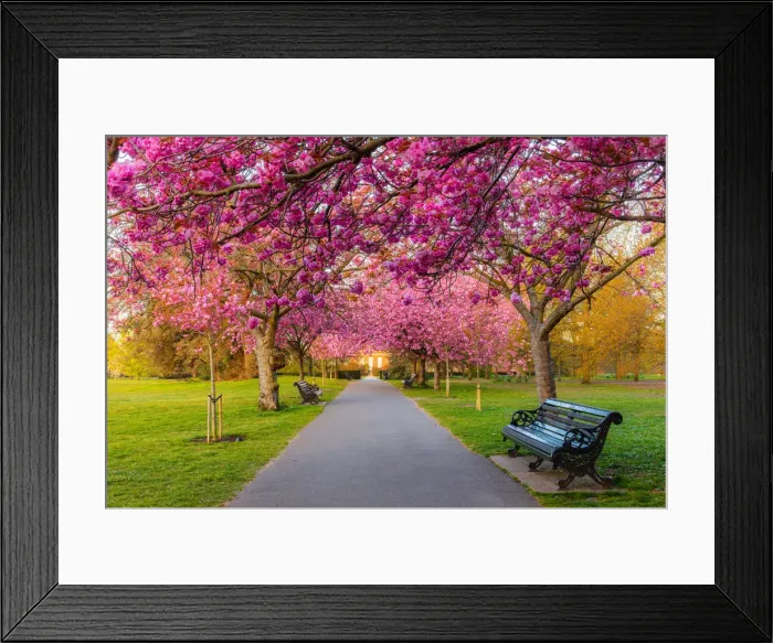 Framed Print : Cherry blossom in Greenwich Park, London, England, United Kingdom, Europe Framed Print : Cherry blossom in Greenwich Park, London, England, United Kingdom, Europe