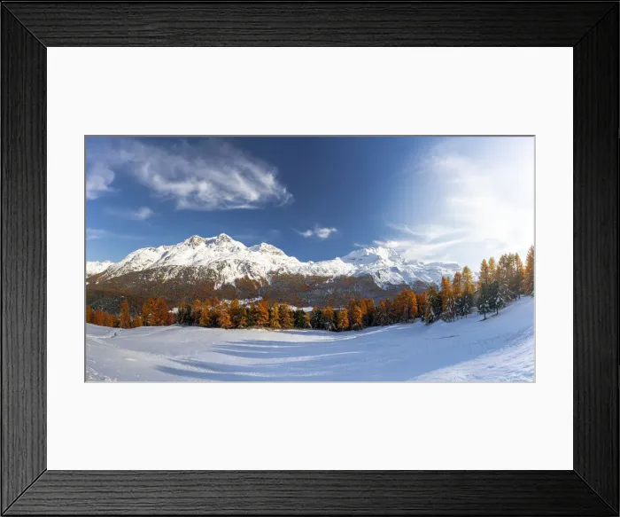 Framed Print : Larch tree forest in autumn surrounding the snowy peaks Piz Corvatsch Framed Print : Larch tree forest in autumn surrounding the snowy peaks Piz Corvatsch