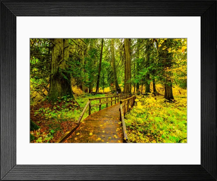 Framed Print : Quiet wooden path in Mount Rainier National Park, Washington State Framed Print : Quiet wooden path in Mount Rainier National Park, Washington State