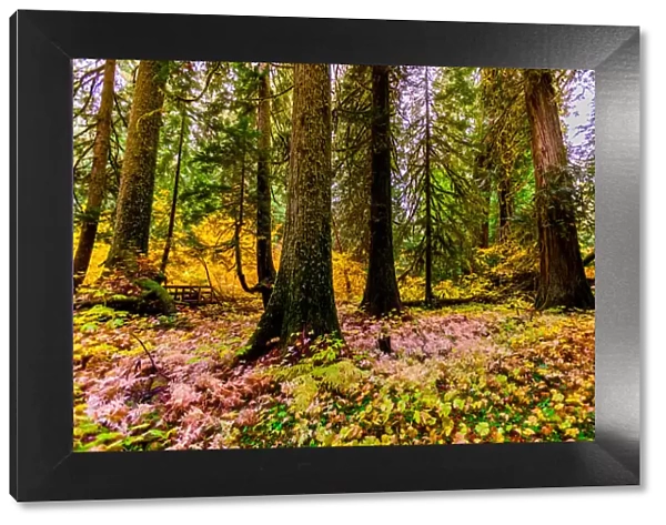 Fall colors throughout Mount Rainier National Park, Washington State