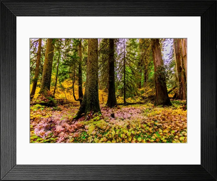Framed Print : Fall colors throughout Mount Rainier National Park, Washington State Framed Print : Fall colors throughout Mount Rainier National Park, Washington State