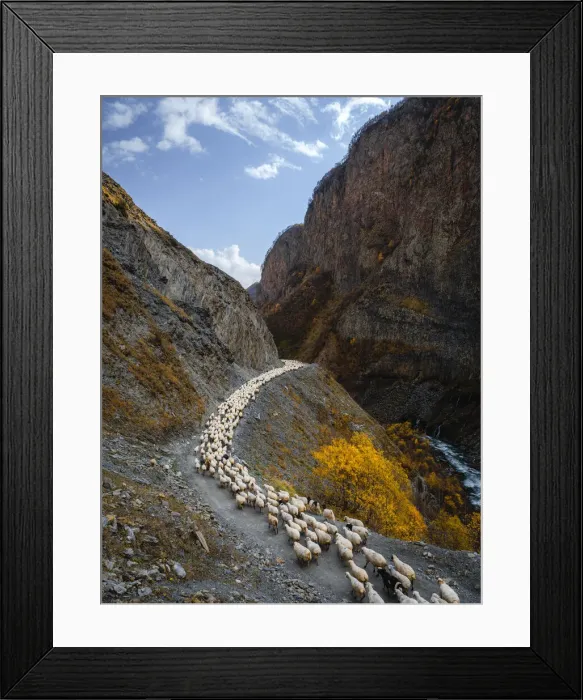 Framed Print : A herd of sheep going through Truso Valley, Kazbegi, Georgia (Sakartvelo), Central Asia Framed Print : A herd of sheep going through Truso Valley, Kazbegi, Georgia (Sakartvelo), Central Asia