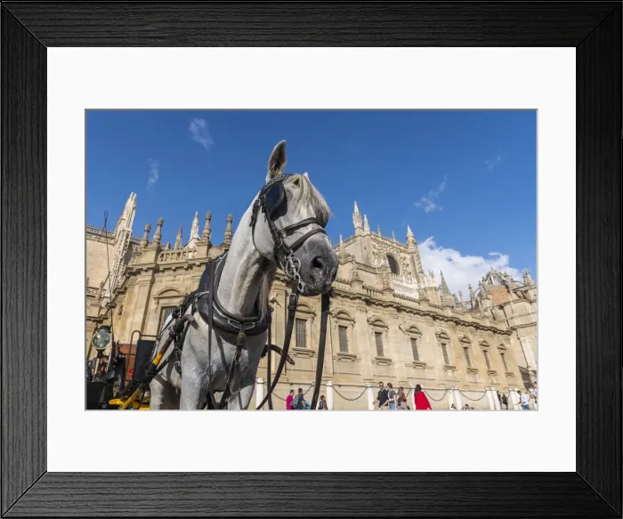 Framed Print : A horse attached to a carriage waiting for tourists in front of Catedral de Sevilla Framed Print : A horse attached to a carriage waiting for tourists in front of Catedral de Sevilla
