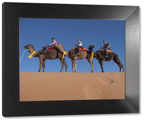 Tourists riding camels in the Erg Chebbi Desert, Sahara Desert, Morocco, North Africa