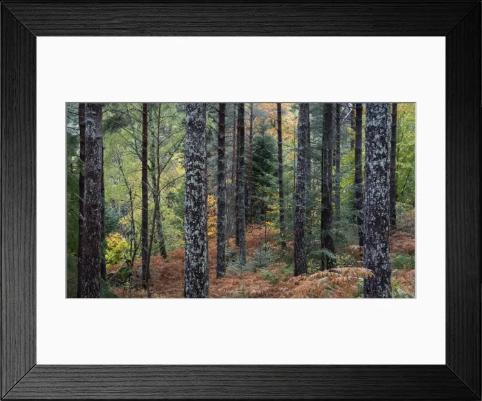 Framed Print : Autumn Colours in Lael Forest, near Ullapool, Ross and Cromarty, Scottish Highlands Framed Print : Autumn Colours in Lael Forest, near Ullapool, Ross and Cromarty, Scottish Highlands