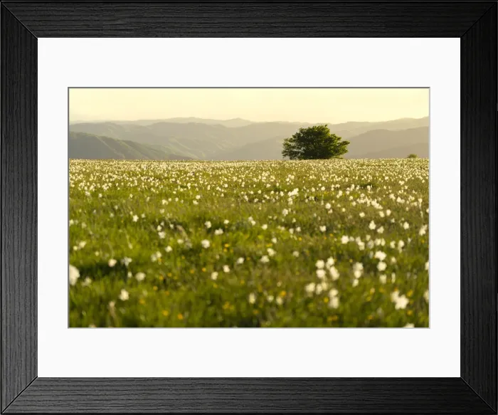 Framed Print : Lonely tree and flowers blooming on Mount Petrano in spring, Apennines, Marche, Italy Framed Print : Lonely tree and flowers blooming on Mount Petrano in spring, Apennines, Marche, Italy