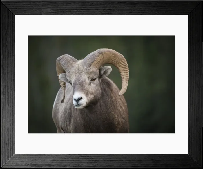 Framed Print : Rocky Mountain Bighorn Sheep Ram (Ovis canadensis), Jasper National Park, Alberta Framed Print : Rocky Mountain Bighorn Sheep Ram (Ovis canadensis), Jasper National Park, Alberta
