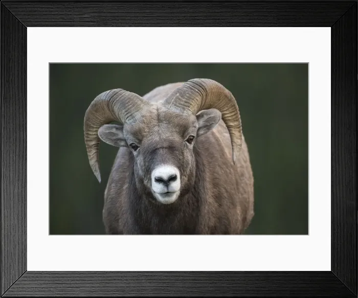 Framed Print : Rocky Mountain Bighorn Sheep Ram (Ovis canadensis), Jasper National Park, Alberta Framed Print : Rocky Mountain Bighorn Sheep Ram (Ovis canadensis), Jasper National Park, Alberta