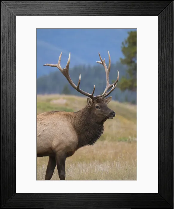 Framed Print : Wild Elk (Wapiti) (Cervus canadensis) during the Autumn rut, Jasper National Park