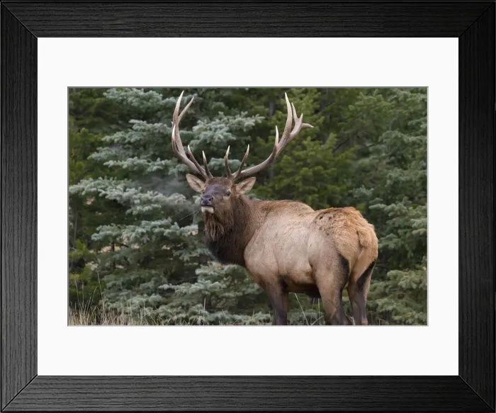Framed Print : Wild Elk (Wapiti) (Cervus canadensis) bugling during the Autumn rut, Jasper National Park Framed Print : Wild Elk (Wapiti) (Cervus canadensis) bugling during the Autumn rut, Jasper National Park