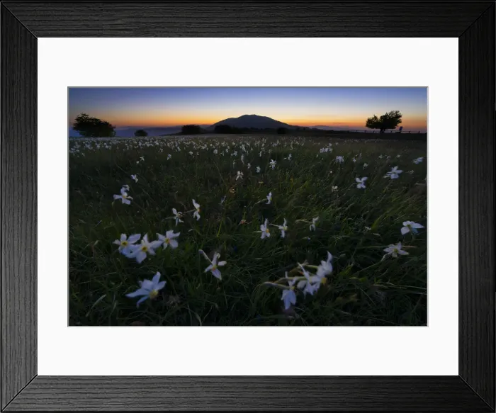 Framed Print : Flowers blooming on Mount Petrano by night, Apennines, Marche, Italy, Europe Framed Print : Flowers blooming on Mount Petrano by night, Apennines, Marche, Italy, Europe