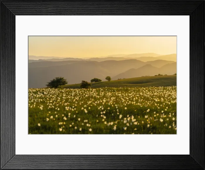 Framed Print : Trees and flowers blooming on Mount Petrano at sunset, Apennines, Marche, Italy, Europe Framed Print : Trees and flowers blooming on Mount Petrano at sunset, Apennines, Marche, Italy, Europe