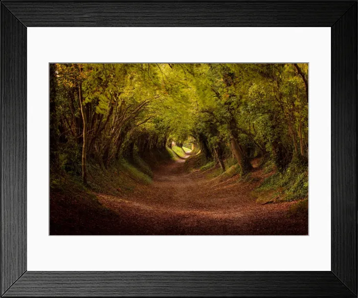 Framed Print : Tree tunnel with autumn colours at Halnaker Mill, Sussex, England, United Kingdom, Europe Framed Print : Tree tunnel with autumn colours at Halnaker Mill, Sussex, England, United Kingdom, Europe