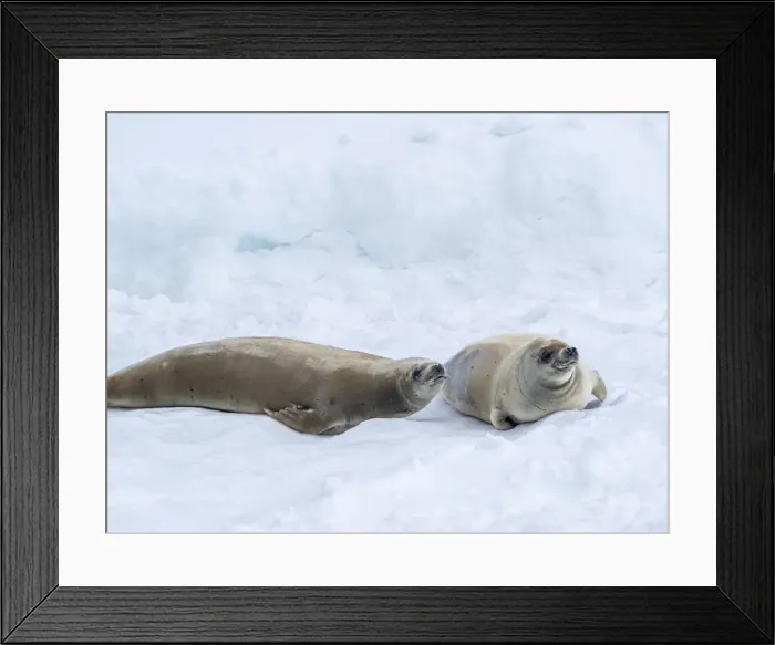 Framed Print : Adult crabeater seals (Lobodon carcinophaga), on ice in the Lemaire Channel, Antarctica, Polar Regions Framed Print : Adult crabeater seals (Lobodon carcinophaga), on ice in the Lemaire Channel, Antarctica, Polar Regions