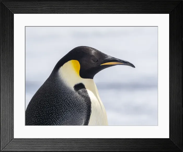 Framed Print : An adult emperor penguin (Aptenodytes forsteri), on the ice near Snow Hill Island, Weddell Sea, Antarctica, Polar Regions Framed Print : An adult emperor penguin (Aptenodytes forsteri), on the ice near Snow Hill Island, Weddell Sea, Antarctica, Polar Regions