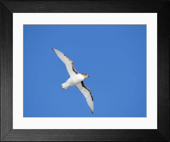 Framed Print : An Antarctic petrel (Thalassoica antarctica), in flight at sea on the way to Peter I Island, Antarctica, Polar Regions Framed Print : An Antarctic petrel (Thalassoica antarctica), in flight at sea on the way to Peter I Island, Antarctica, Polar Regions