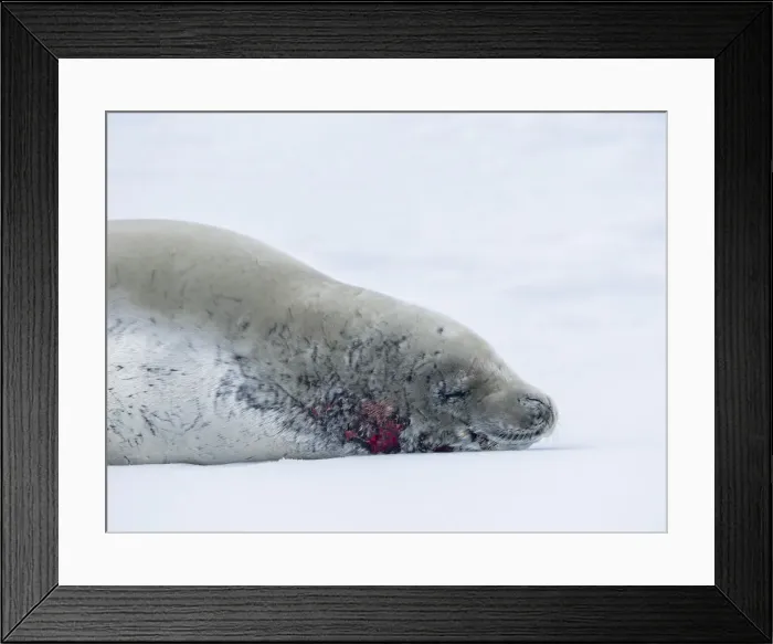 Framed Print : Adult crabeater seal (Lobodon carcinophaga), on ice at sea to Peter I Island, Antarctica, Polar Regions Framed Print : Adult crabeater seal (Lobodon carcinophaga), on ice at sea to Peter I Island, Antarctica, Polar Regions