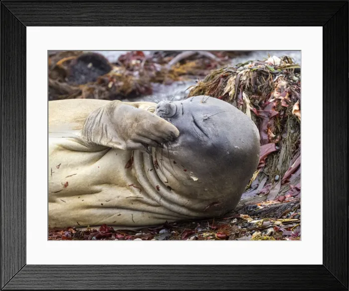 Framed Print : The face of a molting southern elephant seal (Mirounga leonina), on the beach on Snow Island, Antarctica, Polar Regions Framed Print : The face of a molting southern elephant seal (Mirounga leonina), on the beach on Snow Island, Antarctica, Polar Regions