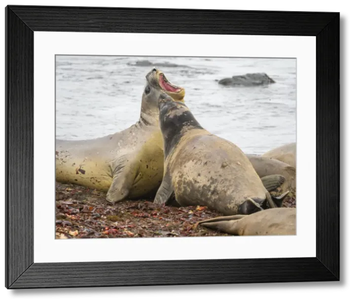 Framed Print : Two young bull southern elephant seals (Mirounga leonina), fighting on the beach on Snow Island, Antarctica, Polar Regions Framed Print : Two young bull southern elephant seals (Mirounga leonina), fighting on the beach on Snow Island, Antarctica, Polar Regions