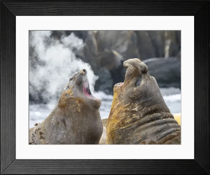 Framed Print : Two adult bull southern elephant seals (Mirounga leonina), fighting on the beach on Snow Island, Antarctica, Polar Regions Framed Print : Two adult bull southern elephant seals (Mirounga leonina), fighting on the beach on Snow Island, Antarctica, Polar Regions
