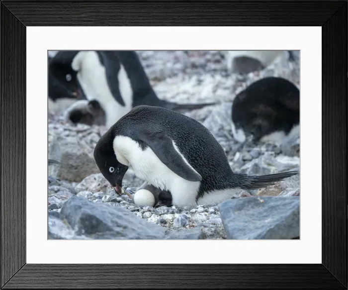 Framed Print : Adelie penguin (Pygoscelis adeliae), parent on a chick and egg at Brown Bluff, Antarctic Sound, Antarctica, Polar Regions Framed Print : Adelie penguin (Pygoscelis adeliae), parent on a chick and egg at Brown Bluff, Antarctic Sound, Antarctica, Polar Regions