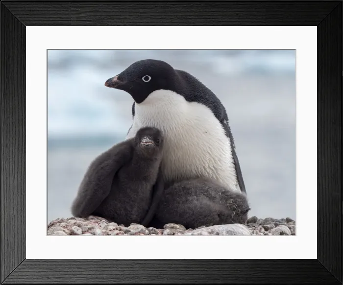 Framed Print : Adelie penguin (Pygoscelis adeliae), adult and chicks at a breeding colony on Pourquoi Pas Island, Antarctica, Polar Regions Framed Print : Adelie penguin (Pygoscelis adeliae), adult and chicks at a breeding colony on Pourquoi Pas Island, Antarctica, Polar Regions