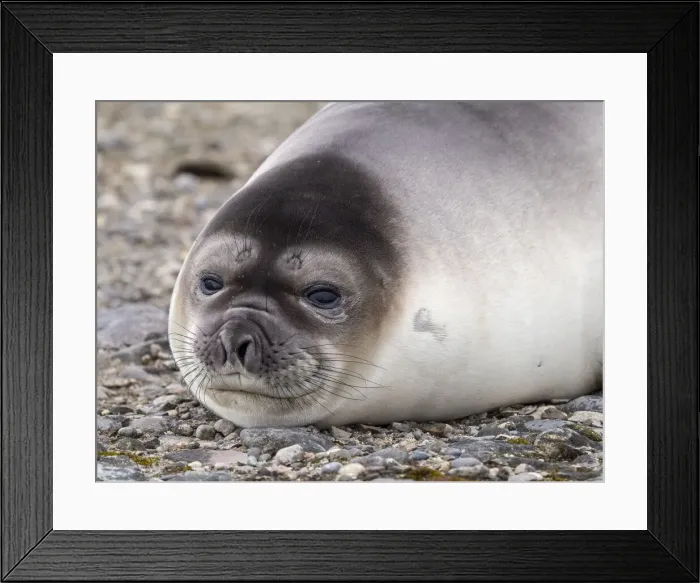 Framed Print : A weaner southern elephant seal (Mirounga leonina), on the beach on Snow Island, Antarctica, Polar Regions Framed Print : A weaner southern elephant seal (Mirounga leonina), on the beach on Snow Island, Antarctica, Polar Regions