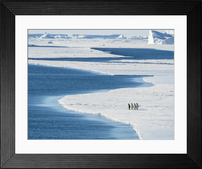 Framed Print : A group of emperor penguins (Aptenodytes forsteri), on the ice near Snow Hill Island, Weddell Sea, Antarctica, Polar Regions Framed Print : A group of emperor penguins (Aptenodytes forsteri), on the ice near Snow Hill Island, Weddell Sea, Antarctica, Polar Regions