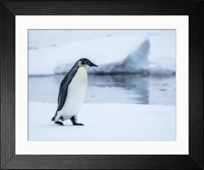 Framed Print : A young emperor penguin (Aptenodytes forsteri) hauled out on the ice near Snow Hill Island, Weddell Sea, Antarctica, Polar Regions Framed Print : A young emperor penguin (Aptenodytes forsteri) hauled out on the ice near Snow Hill Island, Weddell Sea, Antarctica, Polar Regions