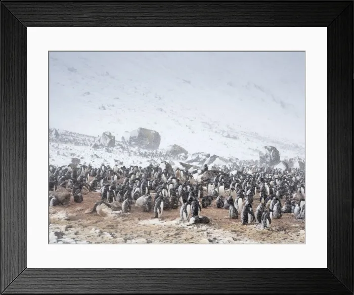 Framed Print : Adelie penguins (Pygoscelis adeliae), breeding colony in a snowstorm at Brown Bluff, Antarctic Sound, Antarctica, Polar Regions Framed Print : Adelie penguins (Pygoscelis adeliae), breeding colony in a snowstorm at Brown Bluff, Antarctic Sound, Antarctica, Polar Regions