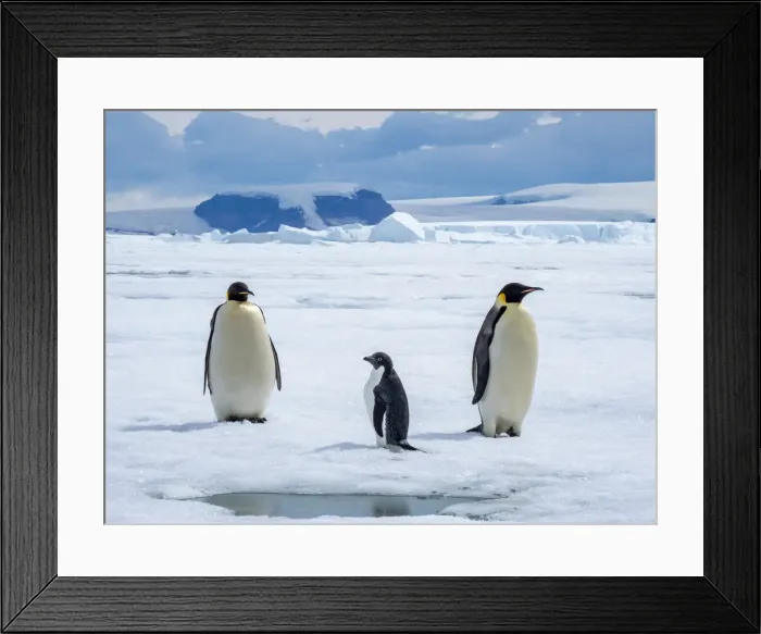 Framed Print : A pair of emperor penguins (Aptenodytes forsteri), with an Adelie penguin near Snow Hill Island, Weddell Sea, Antarctica, Polar Regions Framed Print : A pair of emperor penguins (Aptenodytes forsteri), with an Adelie penguin near Snow Hill Island, Weddell Sea, Antarctica, Polar Regions