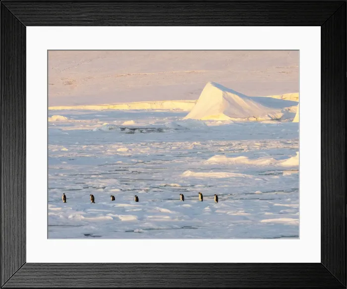 Framed Print : A group of emperor penguins (Aptenodytes forsteri), on the ice near Snow Hill Island, Weddell Sea, Antarctica, Polar Regions Framed Print : A group of emperor penguins (Aptenodytes forsteri), on the ice near Snow Hill Island, Weddell Sea, Antarctica, Polar Regions
